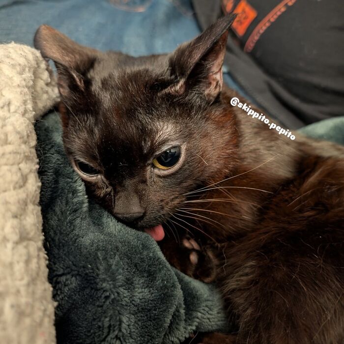 This Tiny Rescue Cat With A Permanently Sticking-Out Tongue Has A Heartwarming Survival Story