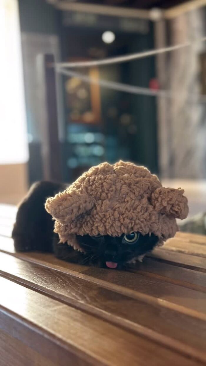 This Tiny Rescue Cat With A Permanently Sticking-Out Tongue Has A Heartwarming Survival Story