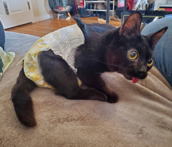 This Tiny Rescue Cat With A Permanently Sticking-Out Tongue Has A Heartwarming Survival Story