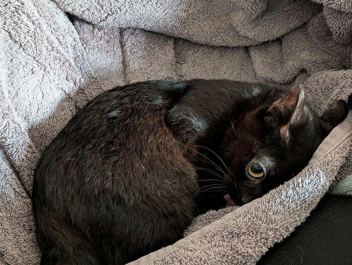 This Tiny Rescue Cat With A Permanently Sticking-Out Tongue Has A Heartwarming Survival Story