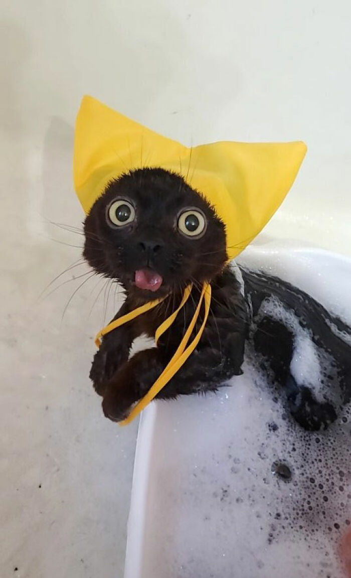 This Tiny Rescue Cat With A Permanently Sticking-Out Tongue Has A Heartwarming Survival Story
