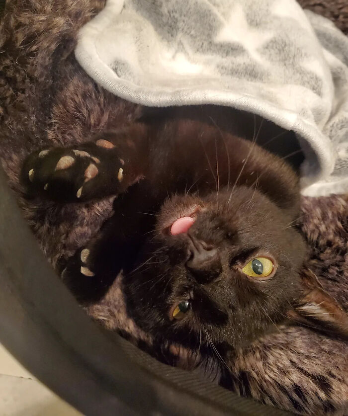 This Tiny Rescue Cat With A Permanently Sticking-Out Tongue Has A Heartwarming Survival Story
