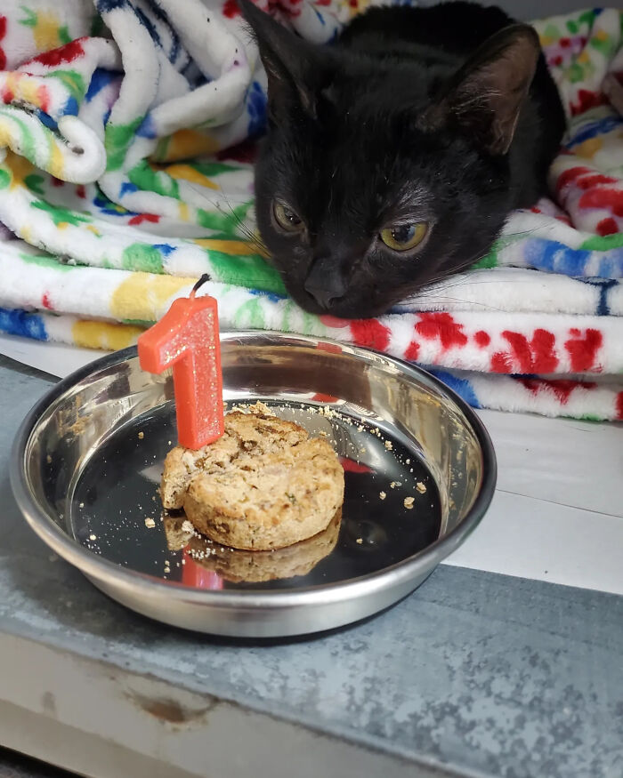 This Tiny Rescue Cat With A Permanently Sticking-Out Tongue Has A Heartwarming Survival Story
