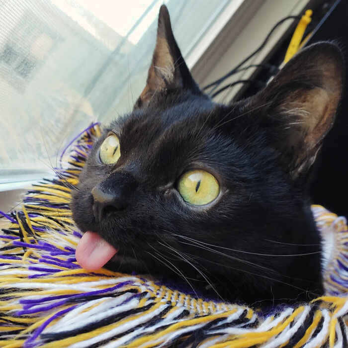 This Tiny Rescue Cat With A Permanently Sticking-Out Tongue Has A Heartwarming Survival Story