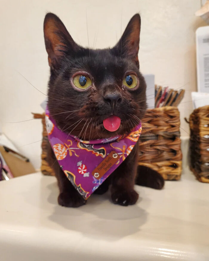 This Tiny Rescue Cat With A Permanently Sticking-Out Tongue Has A Heartwarming Survival Story