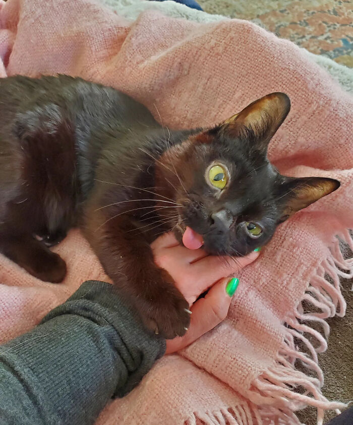 This Tiny Rescue Cat With A Permanently Sticking-Out Tongue Has A Heartwarming Survival Story