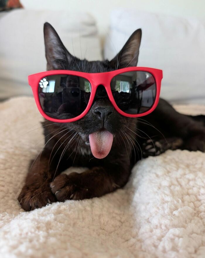 This Tiny Rescue Cat With A Permanently Sticking-Out Tongue Has A Heartwarming Survival Story