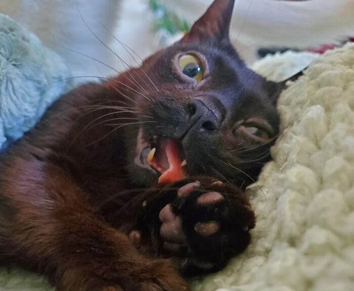 This Tiny Rescue Cat With A Permanently Sticking-Out Tongue Has A Heartwarming Survival Story