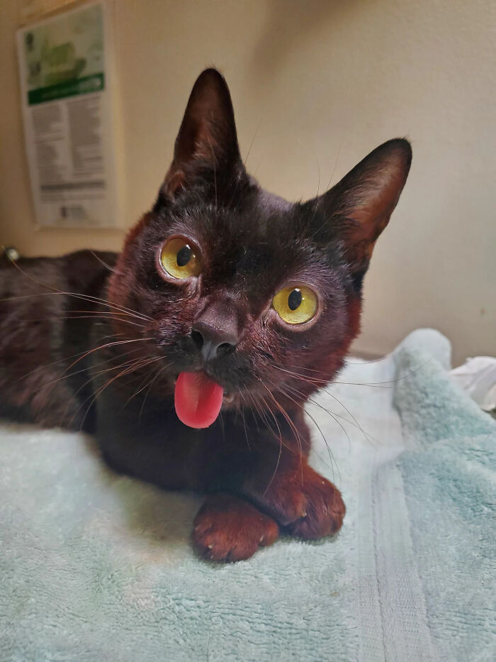 This Tiny Rescue Cat With A Permanently Sticking-Out Tongue Has A Heartwarming Survival Story