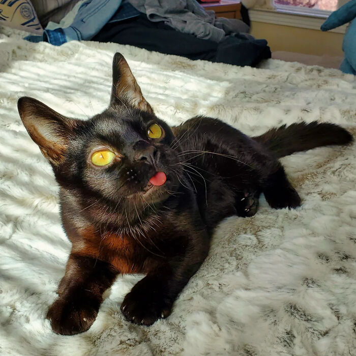 This Tiny Rescue Cat With A Permanently Sticking-Out Tongue Has A Heartwarming Survival Story