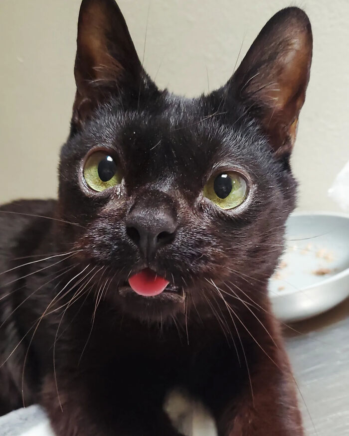 This Tiny Rescue Cat With A Permanently Sticking-Out Tongue Has A Heartwarming Survival Story