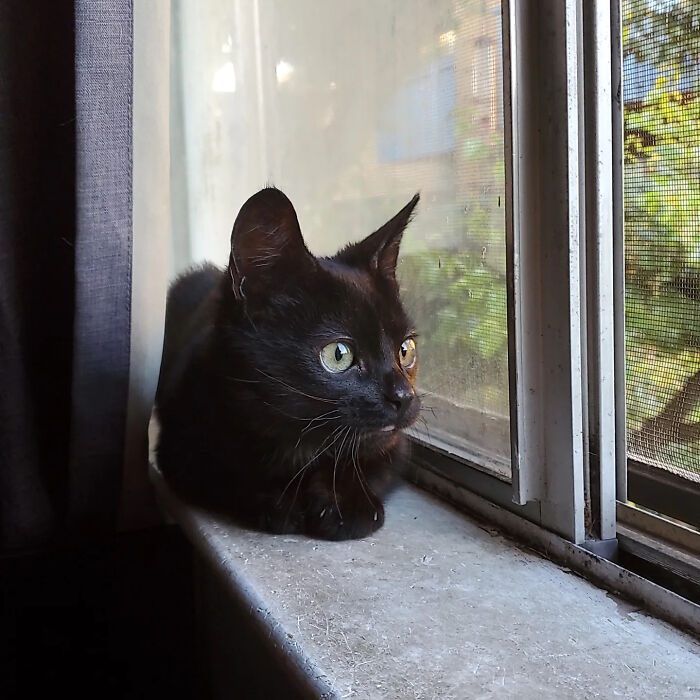 This Tiny Rescue Cat With A Permanently Sticking-Out Tongue Has A Heartwarming Survival Story