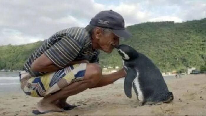 This Penguin Swims Miles Every Year To Reunite With The Man Who Saved Him