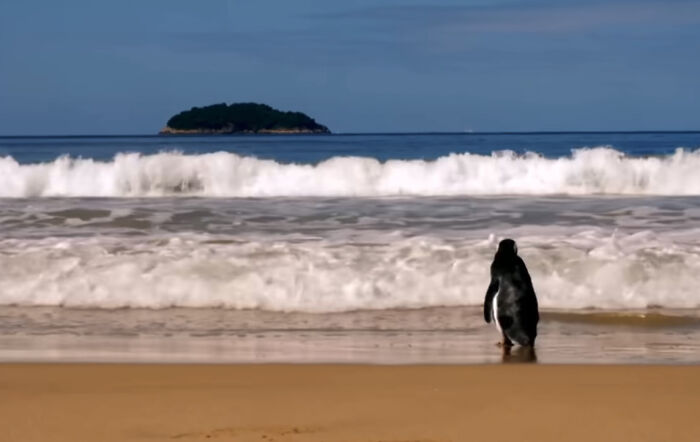 This Penguin Swims Miles Every Year To Reunite With The Man Who Saved Him