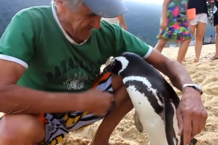 This Penguin Swims Miles Every Year To Reunite With The Man Who Saved Him