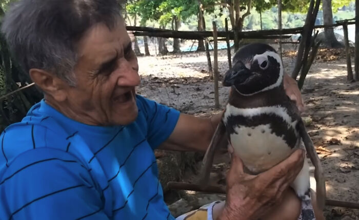 This Penguin Swims Miles Every Year To Reunite With The Man Who Saved Him