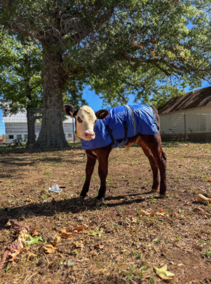 Blind Calf Born With Buckled Legs Finds A Loving Home, And His Progress Is Touching Thousands