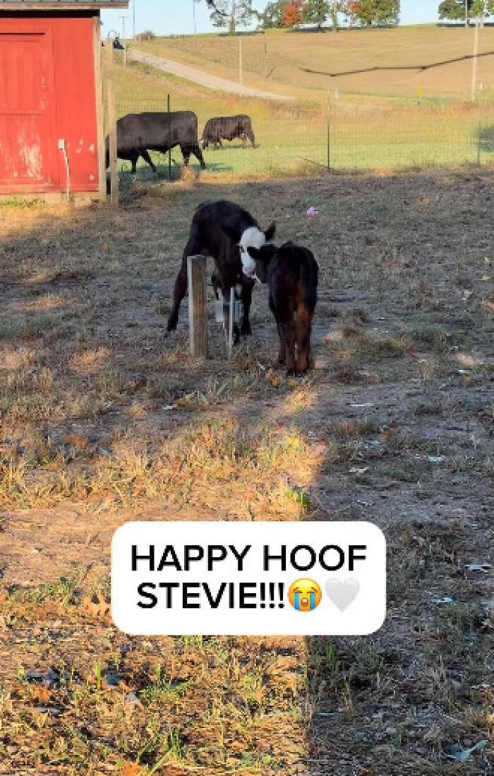Blind Calf Born With Buckled Legs Finds A Loving Home, And His Progress Is Touching Thousands