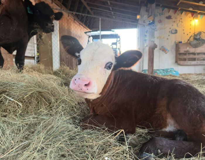 Blind Calf Born With Buckled Legs Finds A Loving Home, And His Progress Is Touching Thousands
