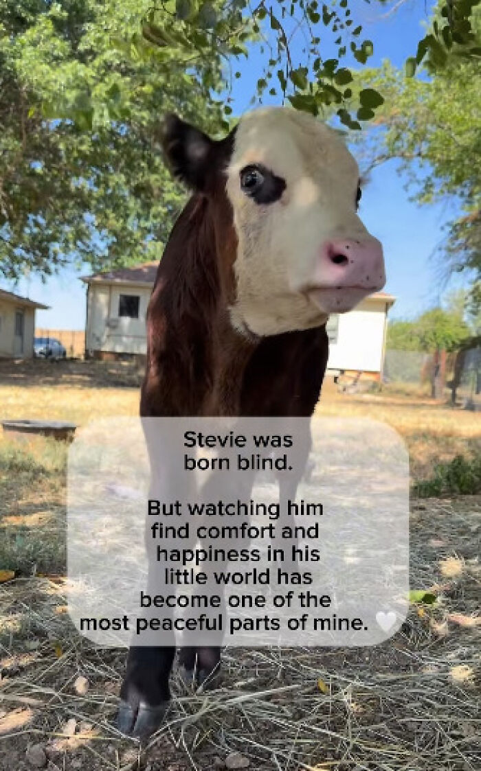 Blind Calf Born With Buckled Legs Finds A Loving Home, And His Progress Is Touching Thousands