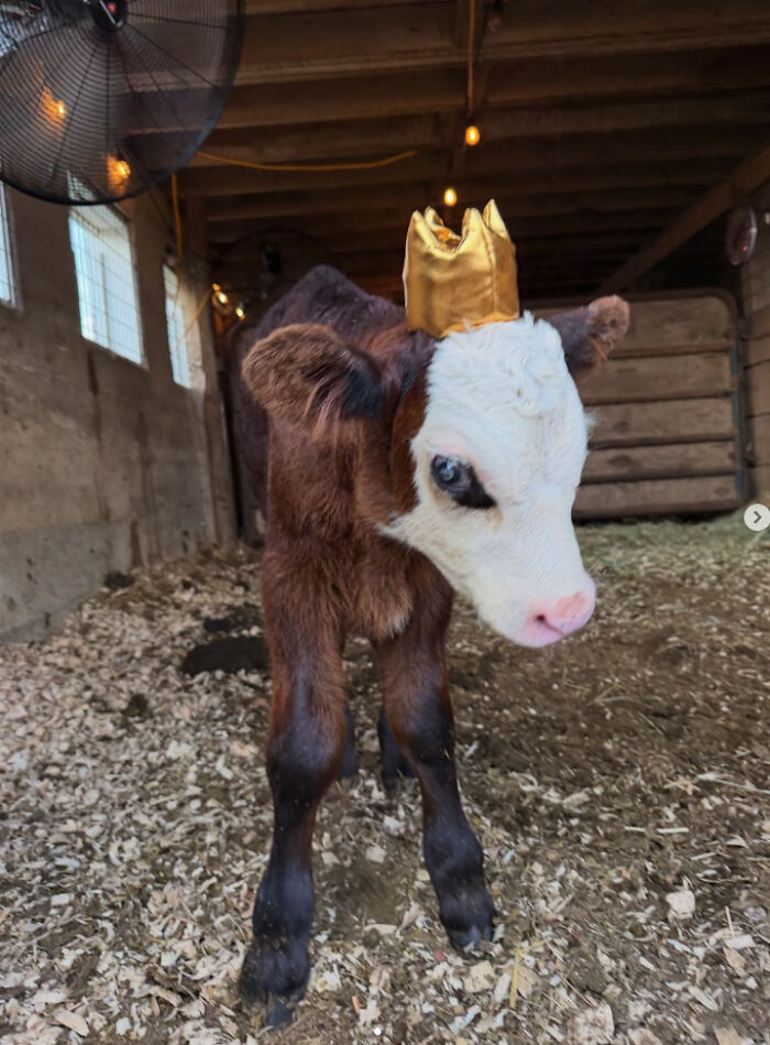 Blind Calf Born With Buckled Legs Finds A Loving Home, And His Progress Is Touching Thousands