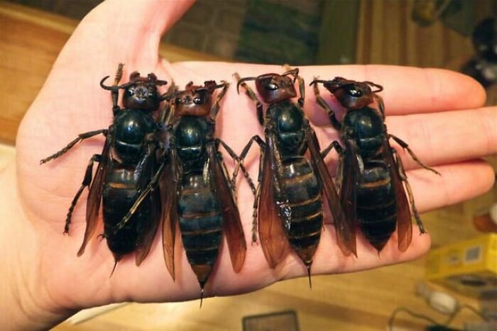 65 Really Weird And Slightly Creepy Photos That Might Give You The Heebie-Jeebies