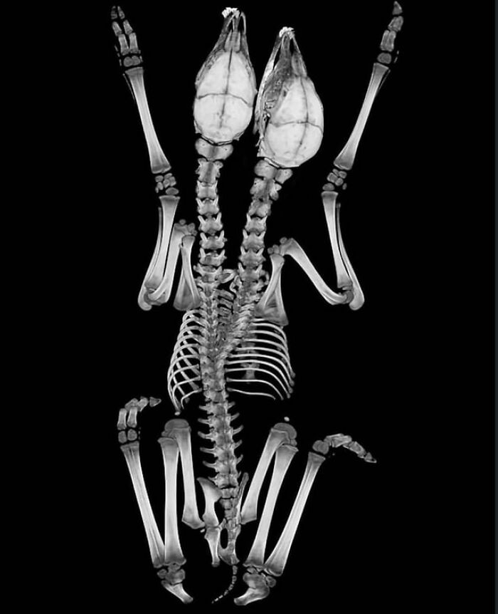 65 Really Weird And Slightly Creepy Photos That Might Give You The Heebie-Jeebies