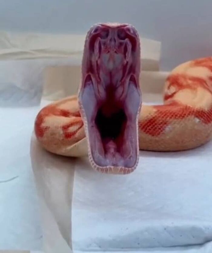 65 Really Weird And Slightly Creepy Photos That Might Give You The Heebie-Jeebies