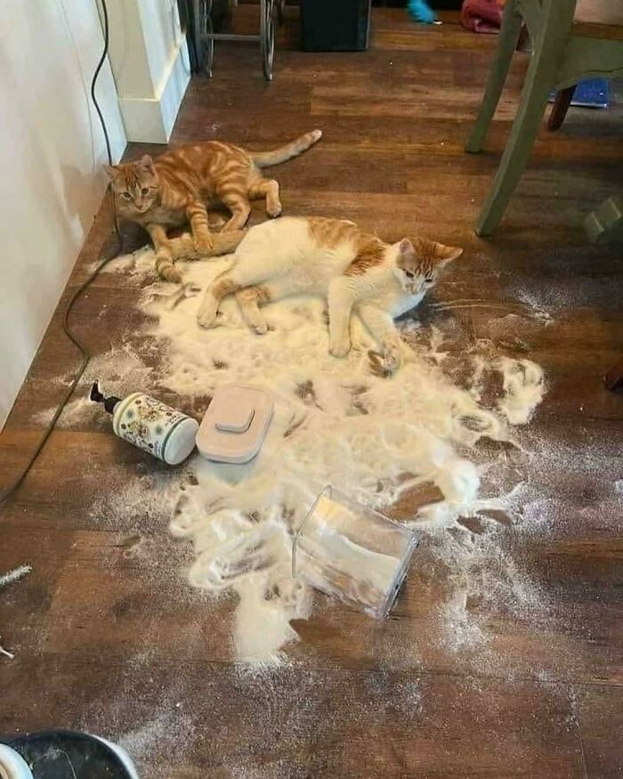 80 Hilarious Cat Crimes That Prove These Furry Suspects Are Always Up To Something 80 Hilarious Cat Crimes That Prove These Furry Suspects Are Always Up To Something