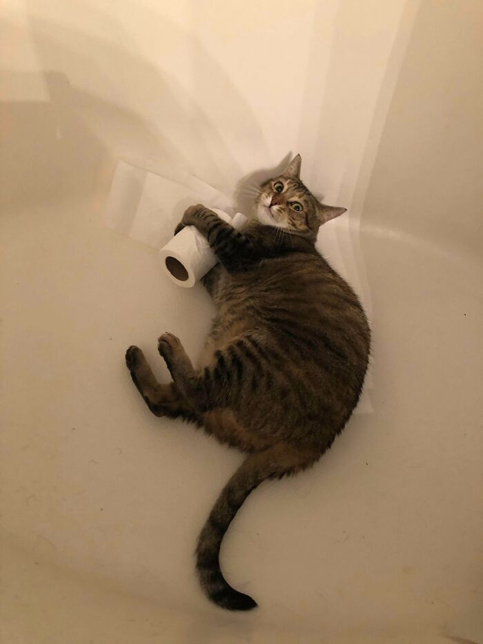 80 Hilarious Cat Crimes That Prove These Furry Suspects Are Always Up To Something 80 Hilarious Cat Crimes That Prove These Furry Suspects Are Always Up To Something