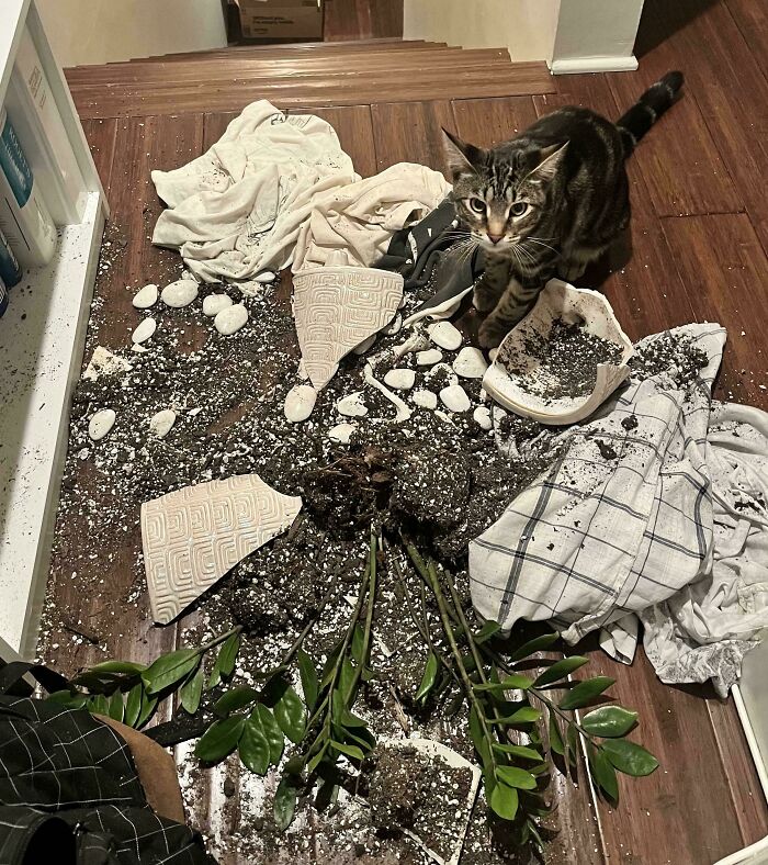 80 Hilarious Cat Crimes That Prove These Furry Suspects Are Always Up To Something 80 Hilarious Cat Crimes That Prove These Furry Suspects Are Always Up To Something