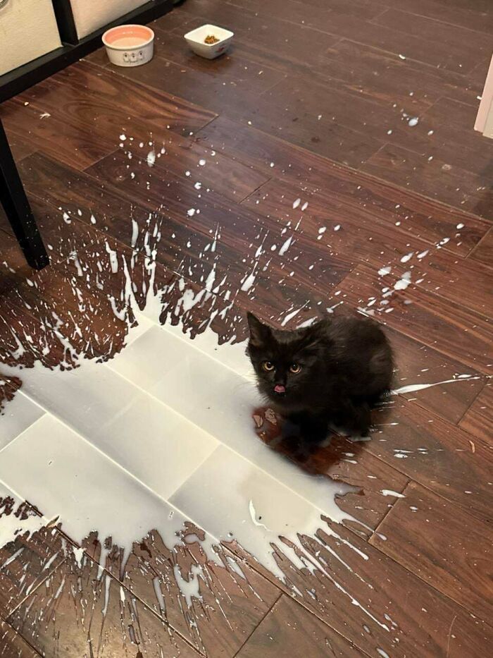 80 Hilarious Cat Crimes That Prove These Furry Suspects Are Always Up To Something 80 Hilarious Cat Crimes That Prove These Furry Suspects Are Always Up To Something