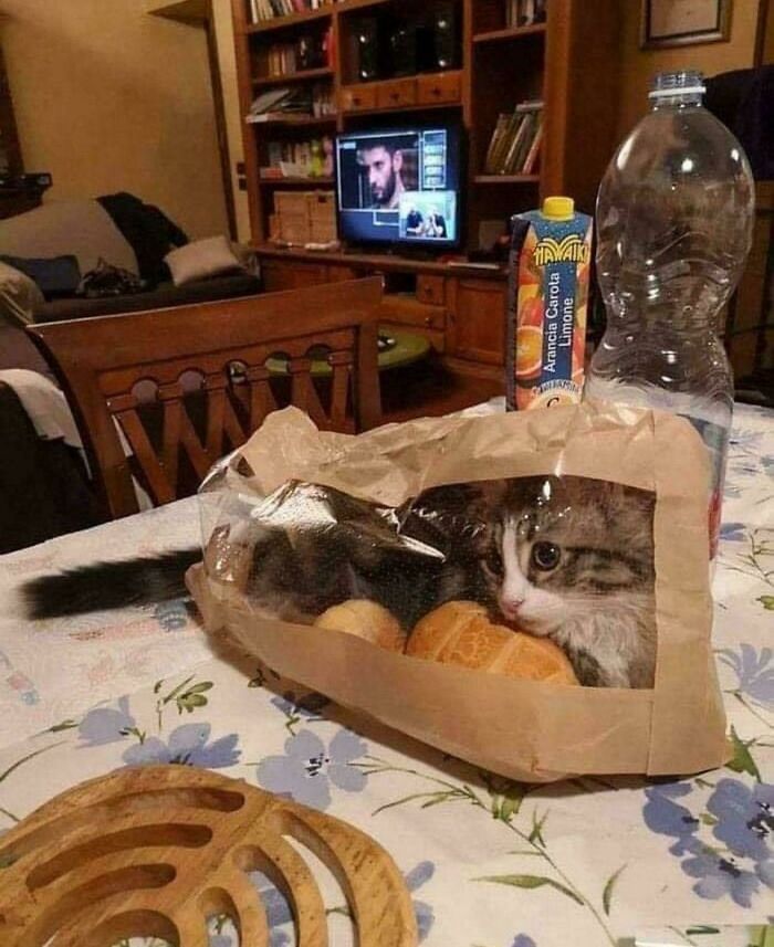 80 Hilarious Cat Crimes That Prove These Furry Suspects Are Always Up To Something 80 Hilarious Cat Crimes That Prove These Furry Suspects Are Always Up To Something