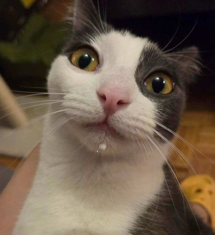 80 Hilarious Cat Crimes That Prove These Furry Suspects Are Always Up To Something 80 Hilarious Cat Crimes That Prove These Furry Suspects Are Always Up To Something