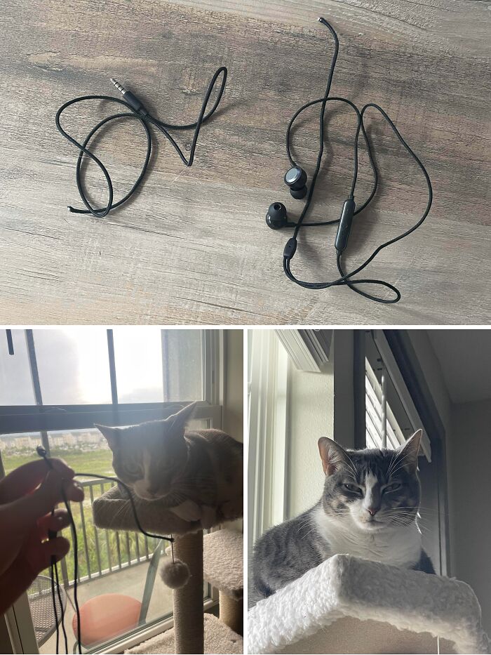 80 Hilarious Cat Crimes That Prove These Furry Suspects Are Always Up To Something 80 Hilarious Cat Crimes That Prove These Furry Suspects Are Always Up To Something