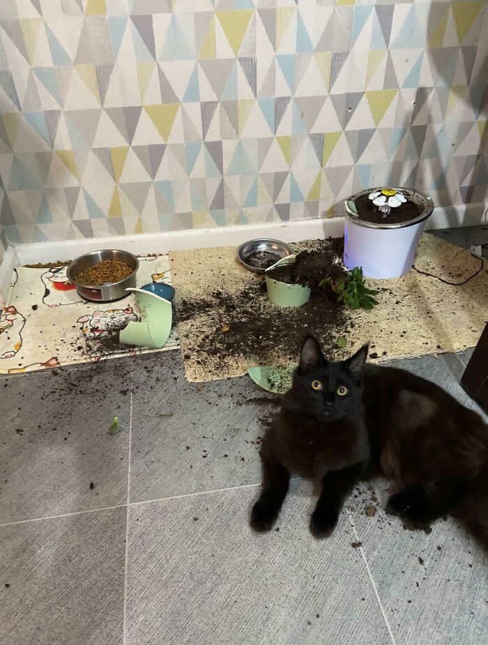80 Hilarious Cat Crimes That Prove These Furry Suspects Are Always Up To Something 80 Hilarious Cat Crimes That Prove These Furry Suspects Are Always Up To Something