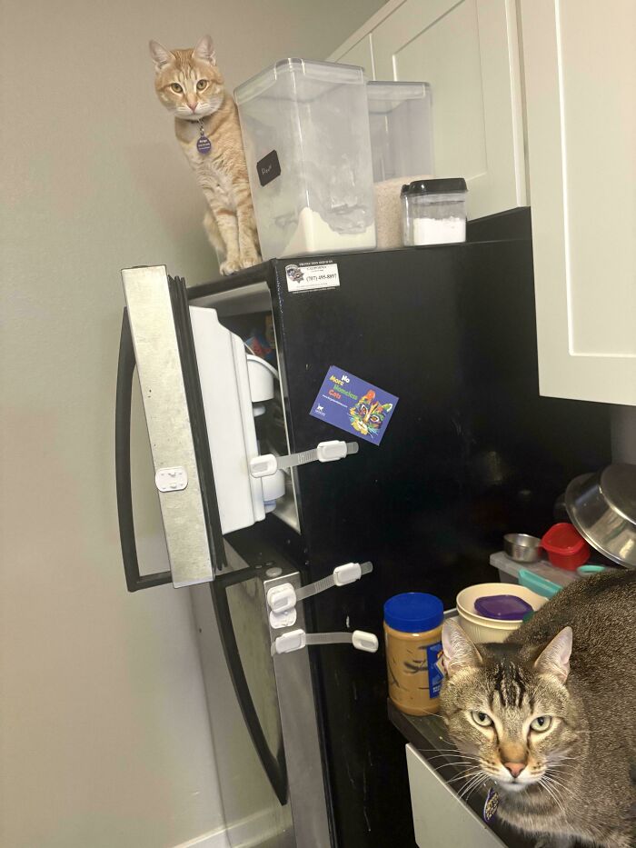 80 Hilarious Cat Crimes That Prove These Furry Suspects Are Always Up To Something 80 Hilarious Cat Crimes That Prove These Furry Suspects Are Always Up To Something