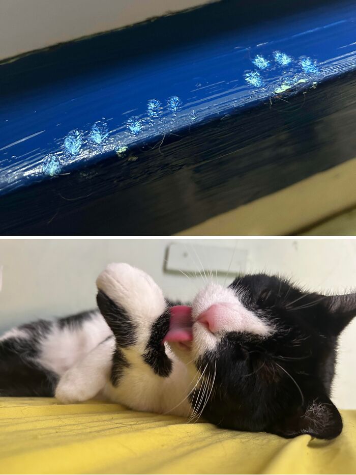 80 Hilarious Cat Crimes That Prove These Furry Suspects Are Always Up To Something 80 Hilarious Cat Crimes That Prove These Furry Suspects Are Always Up To Something