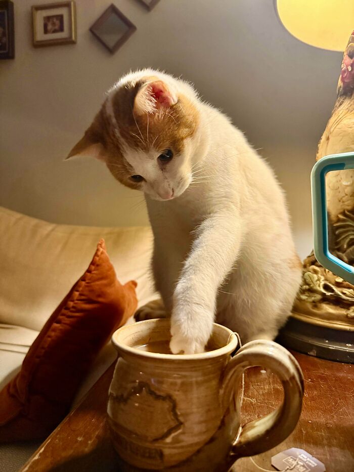 80 Hilarious Cat Crimes That Prove These Furry Suspects Are Always Up To Something 80 Hilarious Cat Crimes That Prove These Furry Suspects Are Always Up To Something