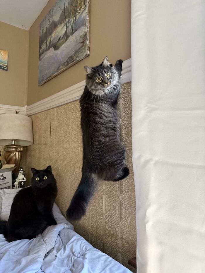 80 Hilarious Cat Crimes That Prove These Furry Suspects Are Always Up To Something 80 Hilarious Cat Crimes That Prove These Furry Suspects Are Always Up To Something