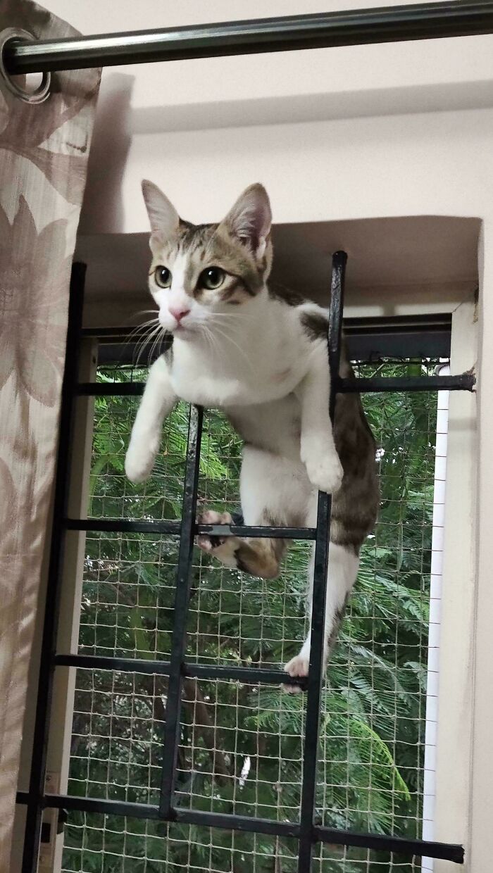 80 Hilarious Cat Crimes That Prove These Furry Suspects Are Always Up To Something 80 Hilarious Cat Crimes That Prove These Furry Suspects Are Always Up To Something