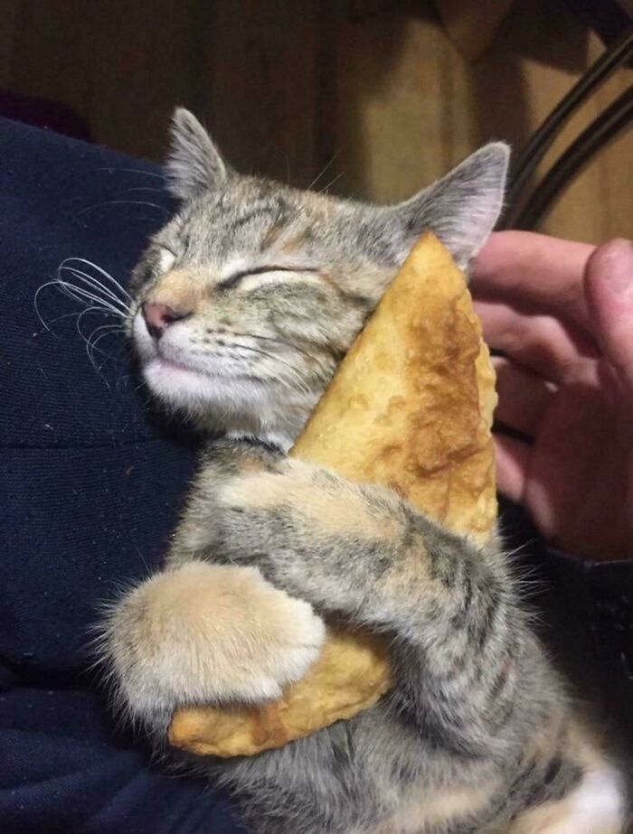 80 Hilarious Cat Crimes That Prove These Furry Suspects Are Always Up To Something 80 Hilarious Cat Crimes That Prove These Furry Suspects Are Always Up To Something