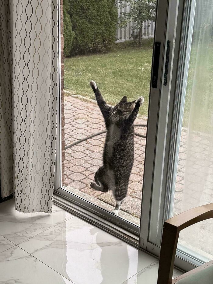80 Hilarious Cat Crimes That Prove These Furry Suspects Are Always Up To Something 80 Hilarious Cat Crimes That Prove These Furry Suspects Are Always Up To Something