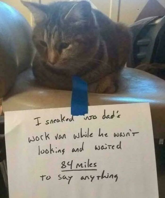 80 Hilarious Cat Crimes That Prove These Furry Suspects Are Always Up To Something 80 Hilarious Cat Crimes That Prove These Furry Suspects Are Always Up To Something