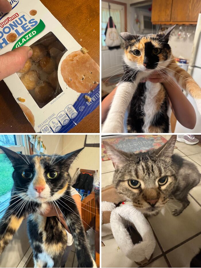 80 Hilarious Cat Crimes That Prove These Furry Suspects Are Always Up To Something 80 Hilarious Cat Crimes That Prove These Furry Suspects Are Always Up To Something