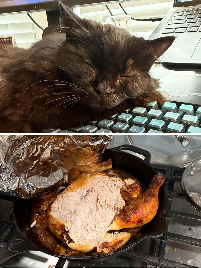 80 Hilarious Cat Crimes That Prove These Furry Suspects Are Always Up To Something 80 Hilarious Cat Crimes That Prove These Furry Suspects Are Always Up To Something