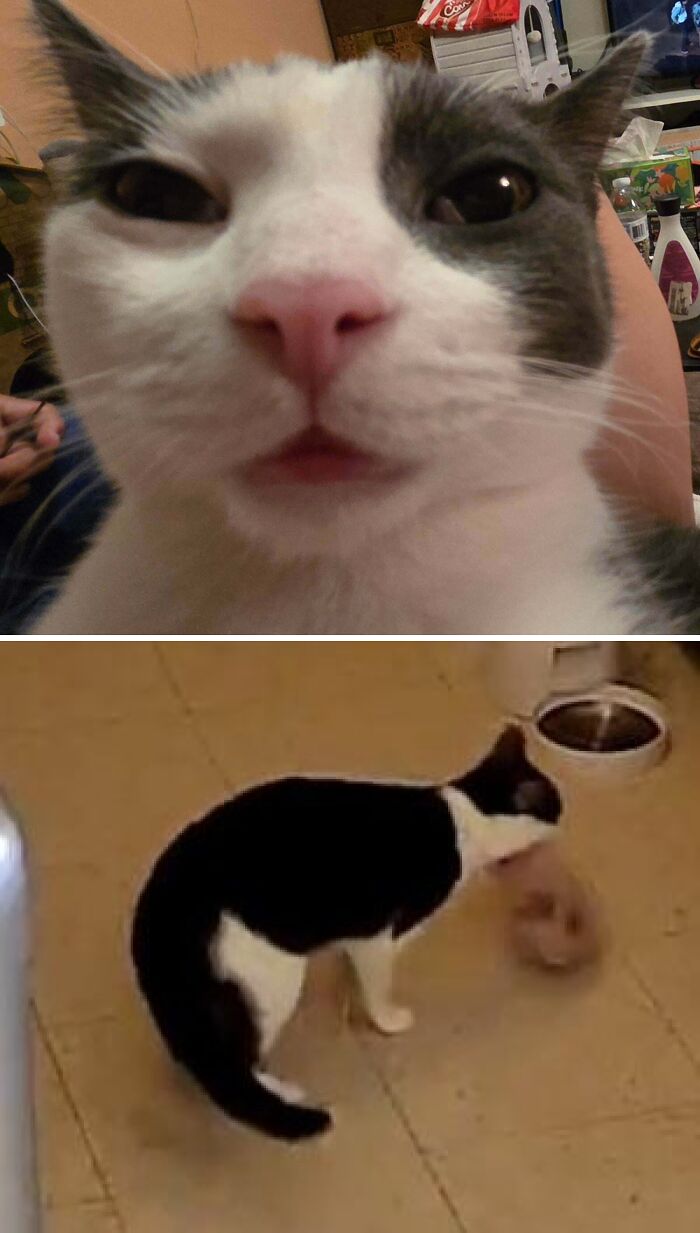 80 Hilarious Cat Crimes That Prove These Furry Suspects Are Always Up To Something 80 Hilarious Cat Crimes That Prove These Furry Suspects Are Always Up To Something