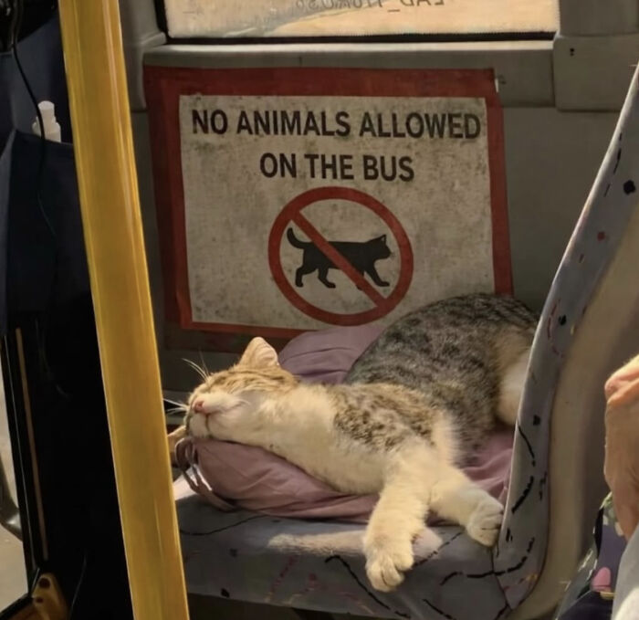 80 Hilarious Cat Crimes That Prove These Furry Suspects Are Always Up To Something 80 Hilarious Cat Crimes That Prove These Furry Suspects Are Always Up To Something
