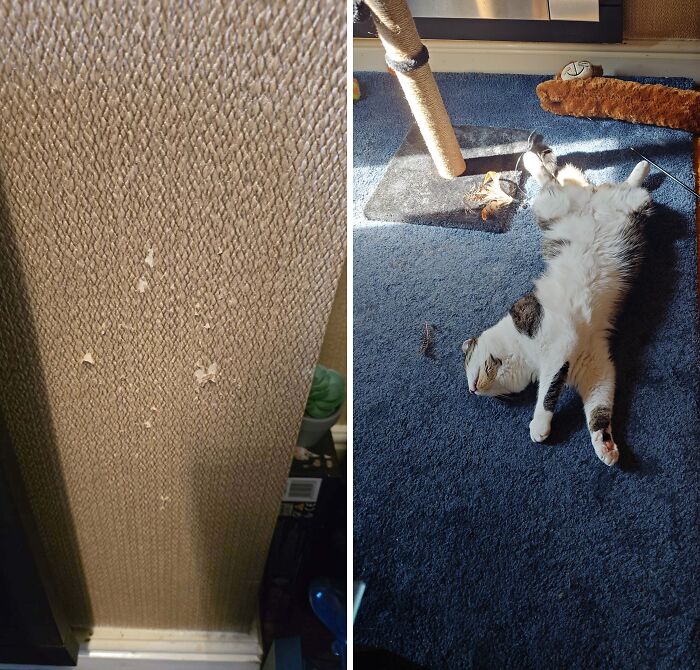 80 Hilarious Cat Crimes That Prove These Furry Suspects Are Always Up To Something 80 Hilarious Cat Crimes That Prove These Furry Suspects Are Always Up To Something