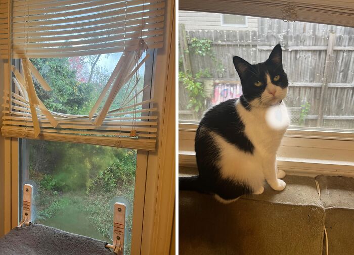 80 Hilarious Cat Crimes That Prove These Furry Suspects Are Always Up To Something 80 Hilarious Cat Crimes That Prove These Furry Suspects Are Always Up To Something